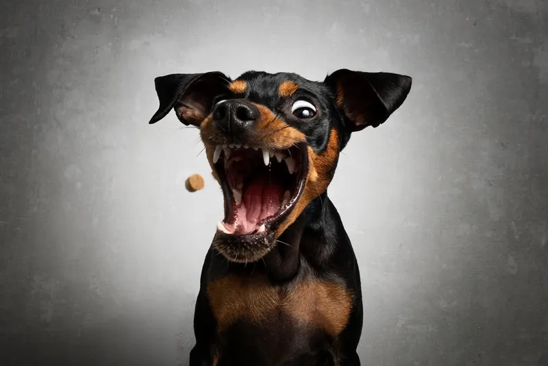 Futter als Belohnung beim Hund – warum ich davon nicht so viel halte