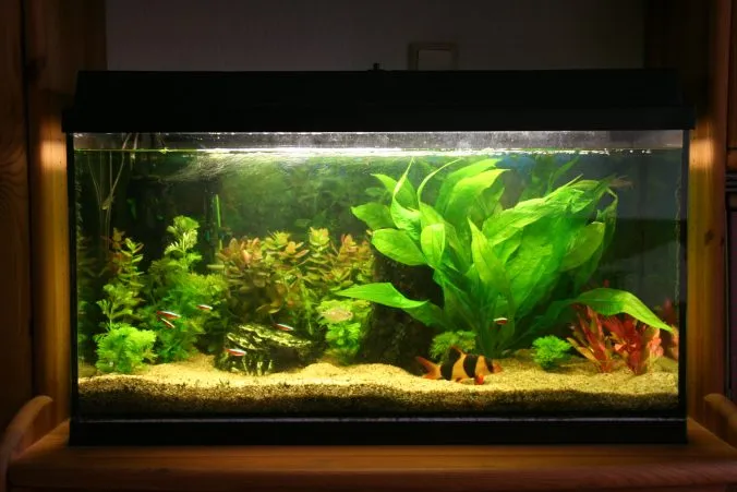 Komplettset oder Aquarium individuell zusammenstellen?