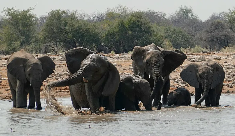 Von Giraffen im Fels zu Elefanten im Bad: Twyfelfontein, Etosha und die Sambesi-Region