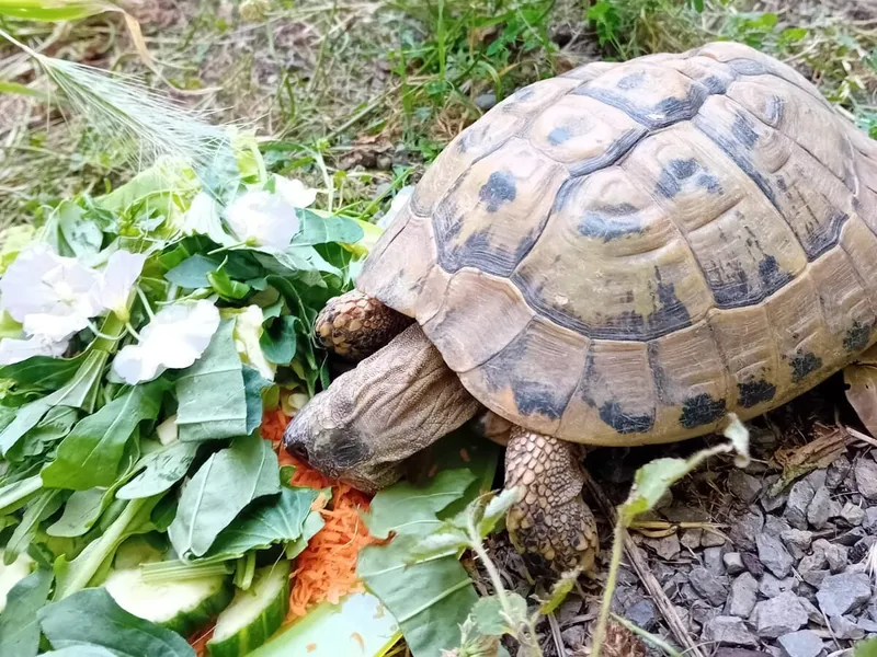 Zwei Schildkröten suchen noch vor dem Winter ein neues Zuhause