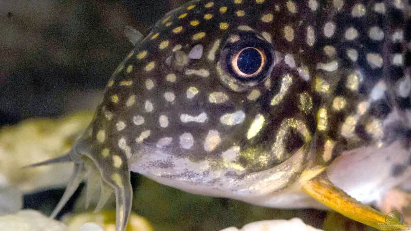 Panzerwelse: Unterschiedliche Arten der Gattung Corydoras vergesellschaften von Tom