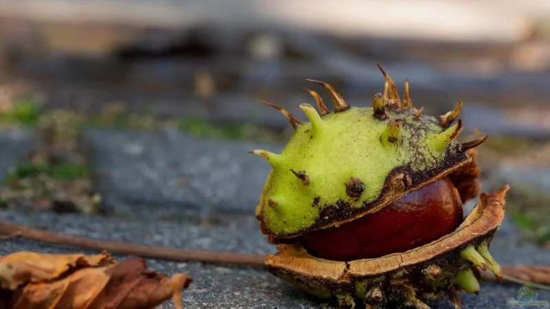 Die Reise einer Kastanie - vom Baum bis in die Jackentasche von Tom