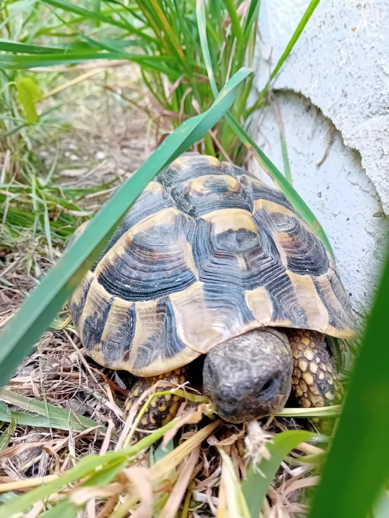 Zwei Schildkröten suchen noch ein Zuhause