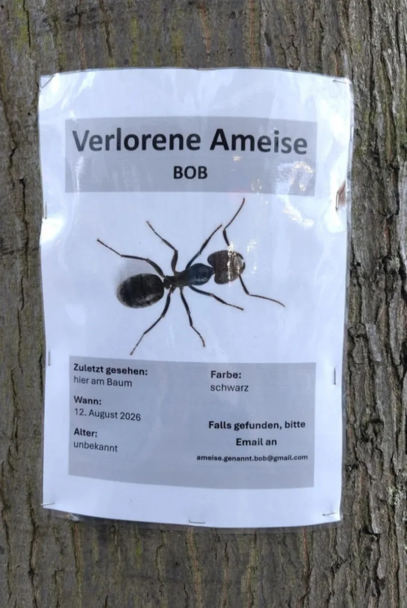 Hat jemand Bob gesehen?