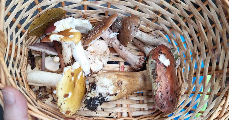 NABU Wedemark bietet drei Pilzexkursionen an
