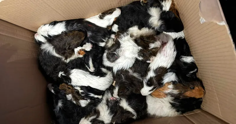 47 Meerschweinchen in Waldstück bei Ilten gefunden