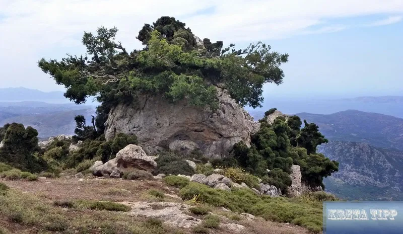 Natur Kretas: Wildblumen, Kräuter, Sträucher und Bäume