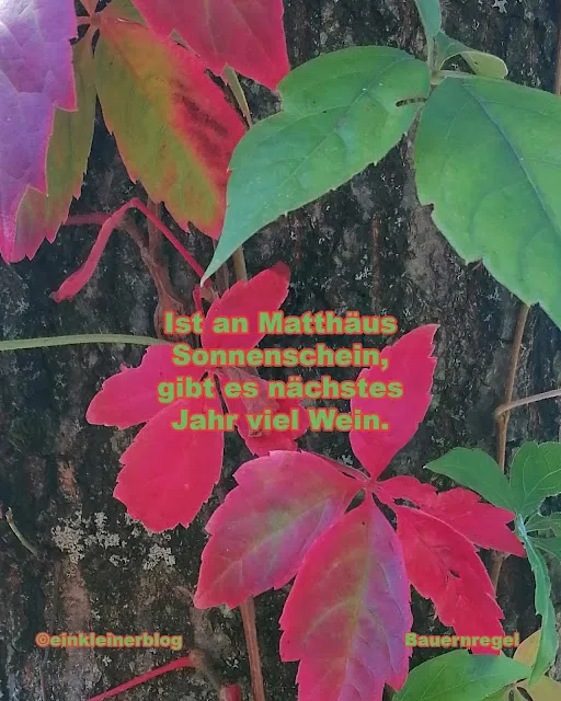 Gibt es nächstes Jahr viel Wein? - eine alte Bauernregel zum 21. September