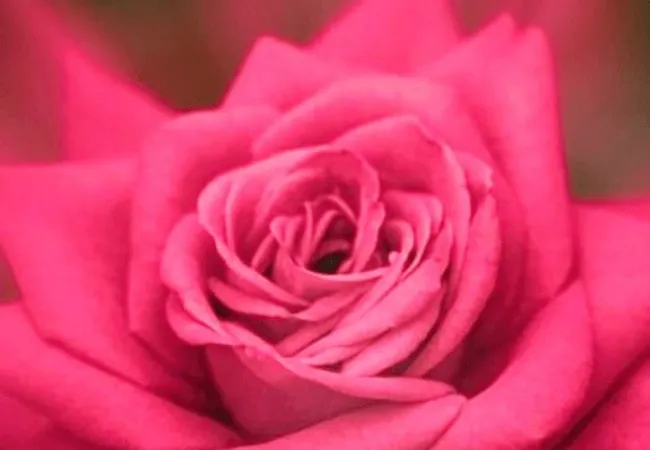 Die Farbe Pink – provozierend, schrill, unbeliebt?