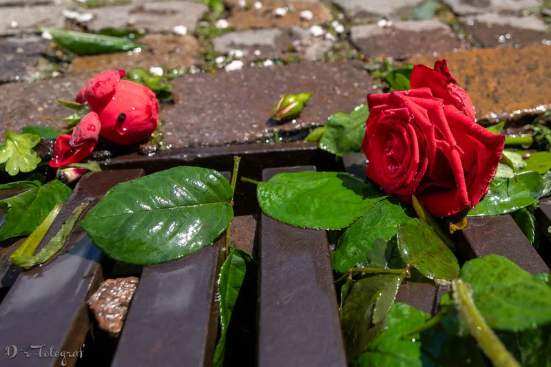 Drabble – Geschichte in 100 Worten – Die Rose in der Gosse