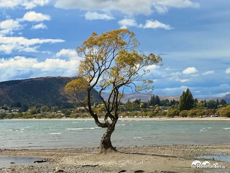 Lake Wānaka und ein entspannter Nachmittag am berühmtesten Baum Neuseelands