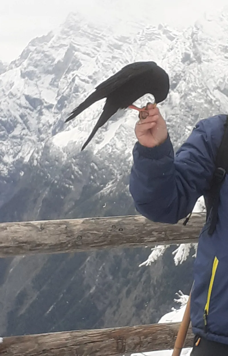 Berge, Dohlen und eine neue Katastrophe