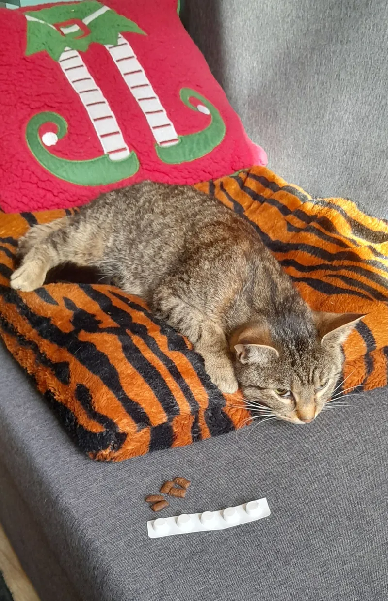 Die Katze, die Katze …