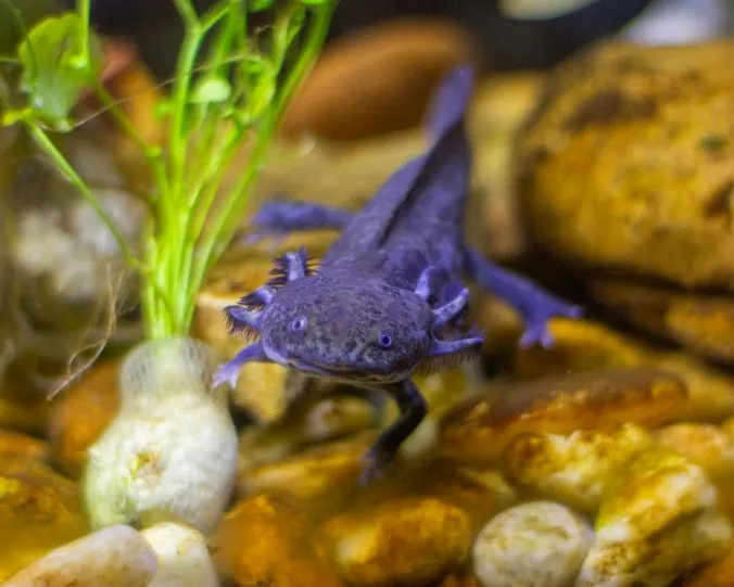 Für welche Zierfische ist eine Kühlung des Aquariums im Sommer besonders wichtig?