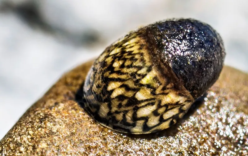 Gesucht: Die seltene Donau-Kahnschnecke, unterwegs mit Tom Aumer vom LBV Regensburg