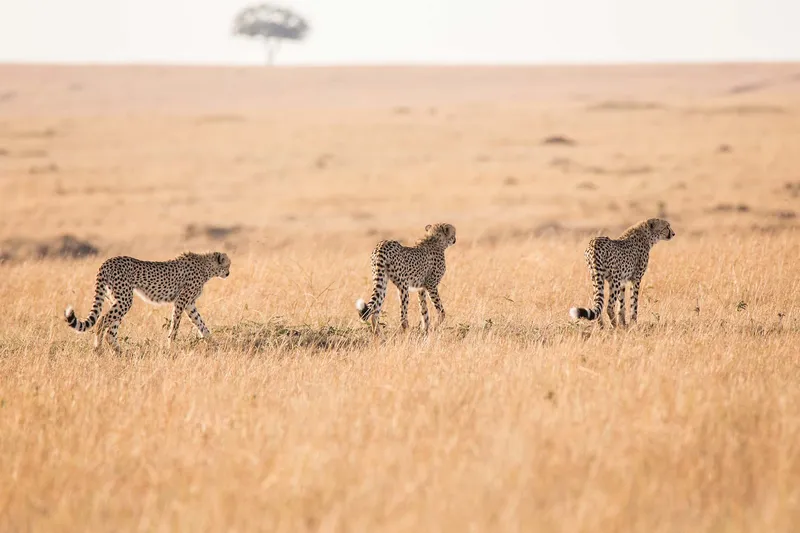 Maasai Mara in Kenia: Safari im legendärsten Reservat Afrikas