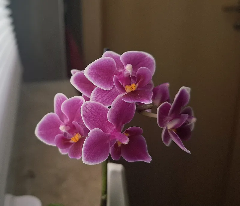 Die Anspruchsvollen: Orchideen haben’s in sich…