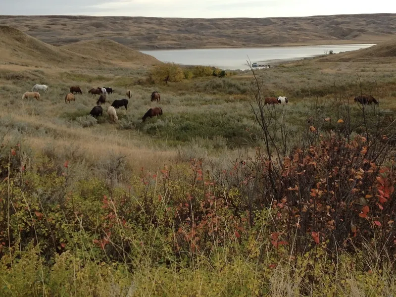 Spending a Day on a Ranch in Saskatchewan, Canada