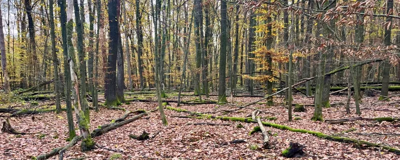 Schwein gehabt