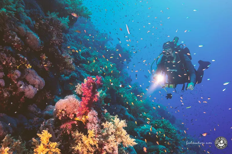 Tauchen in Ägypten am Roten Meer – das musst Du wissen!
