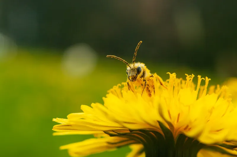 Tipps für’s Bienenparadies: Wie du deinen Garten bienenfreundlich gestaltest