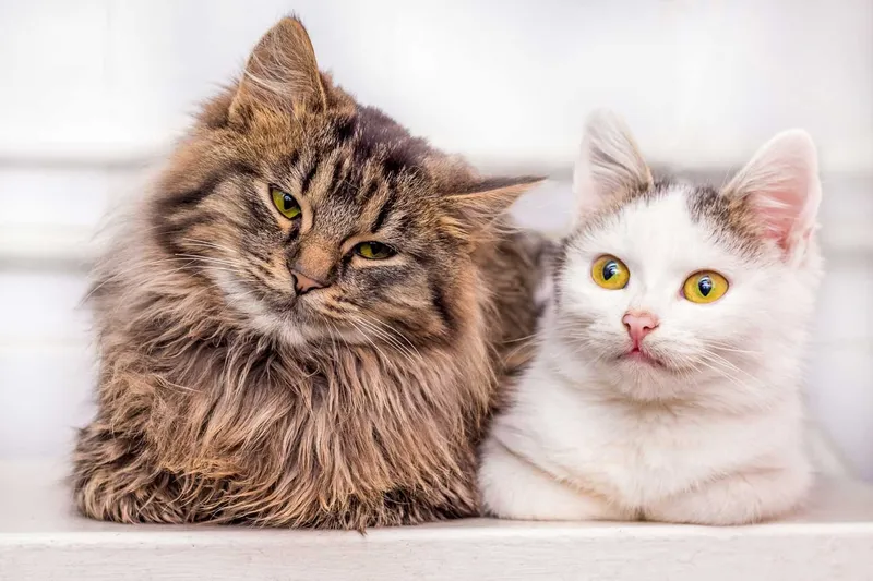 Kater oder Katze: Unterschiede, Verhalten & Tipps