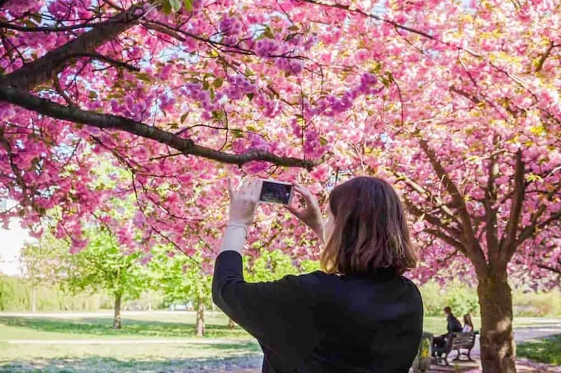 Die 7 schönsten Orte für die Kirschblüte in Deutschland 2026