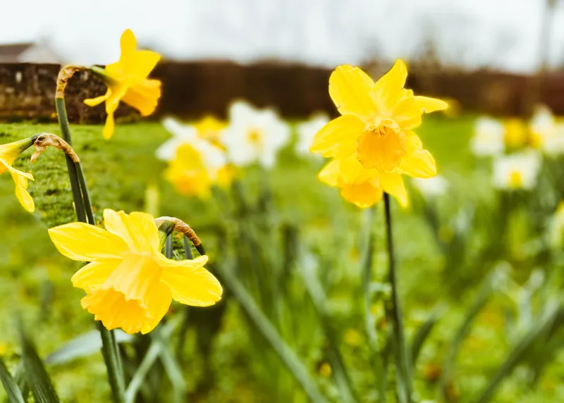 St. David’s Day in Wales: So feiern die Waliser ihren Nationalfeiertag