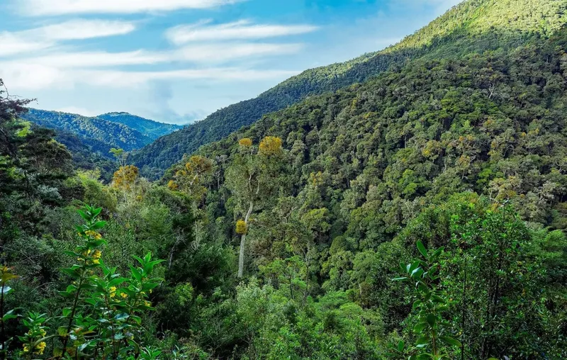Los Quetzales Nationalpark: Costa Ricas magischer Nebelwald