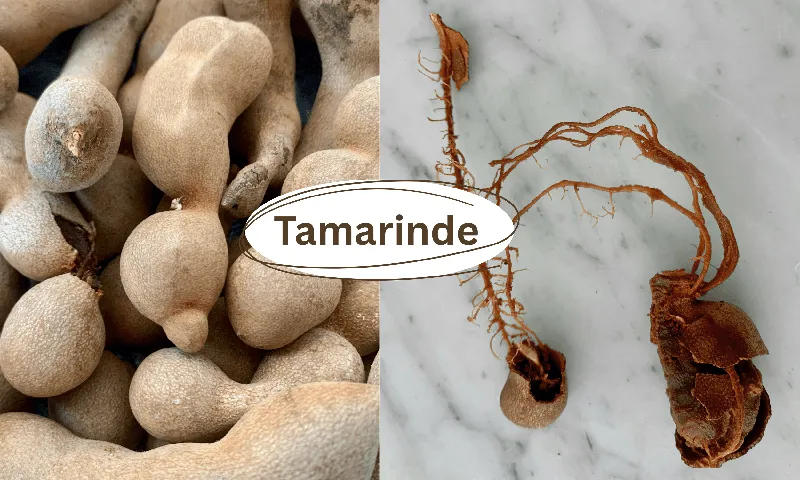 Tamarinde ist gesund – Was sie kann und was nicht!