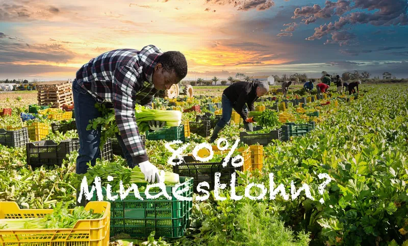 Saisonarbeit und Lohndumping: Warum 80 % Mindestlohn ein Rückschritt ins 19. Jahrhundert wäre