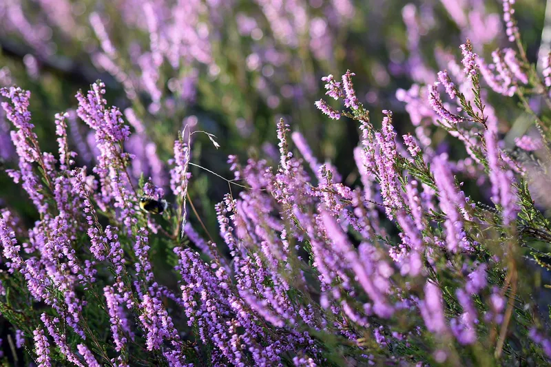 51 | Bachblüten – Sanfte Begleiter für die Seele