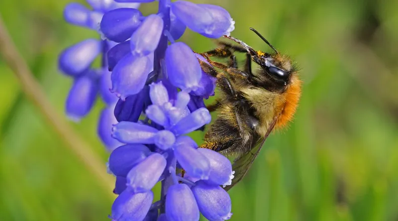 Im Herbst bereits an den nächsten Frühling denken