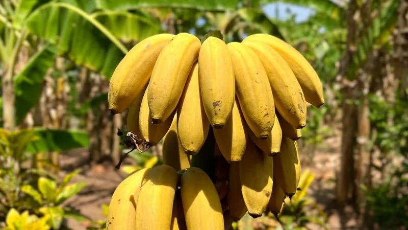 Bananenanbau auf Zypern: Warum die Insel eigene Bananen hat