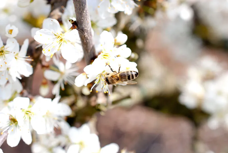 Bienengarten anlegen: Mit 3 Faustregeln zu mehr Blüten und Bienen