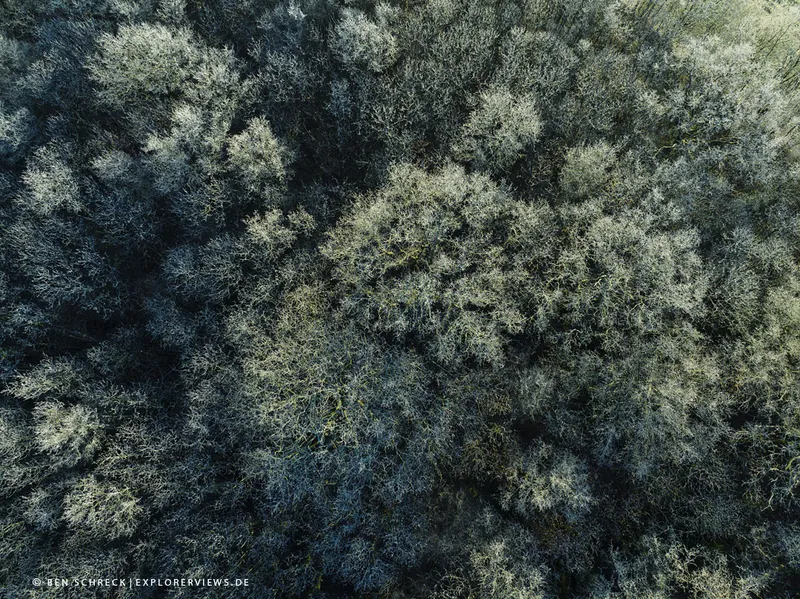 Wald aus der Luft