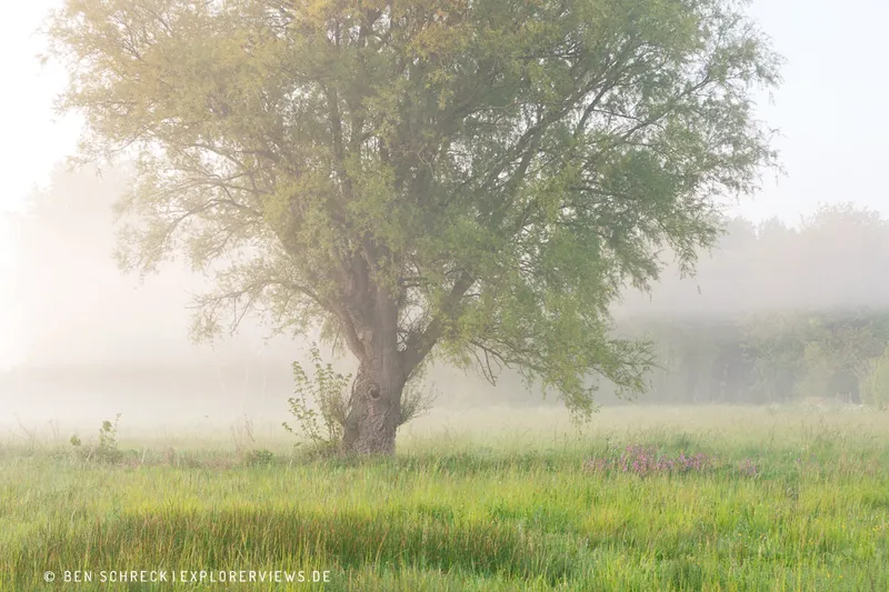 Baum im Morgennebel