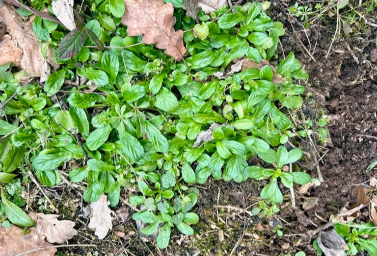 Winterkräuter – Wildkräuter sammeln im Winter