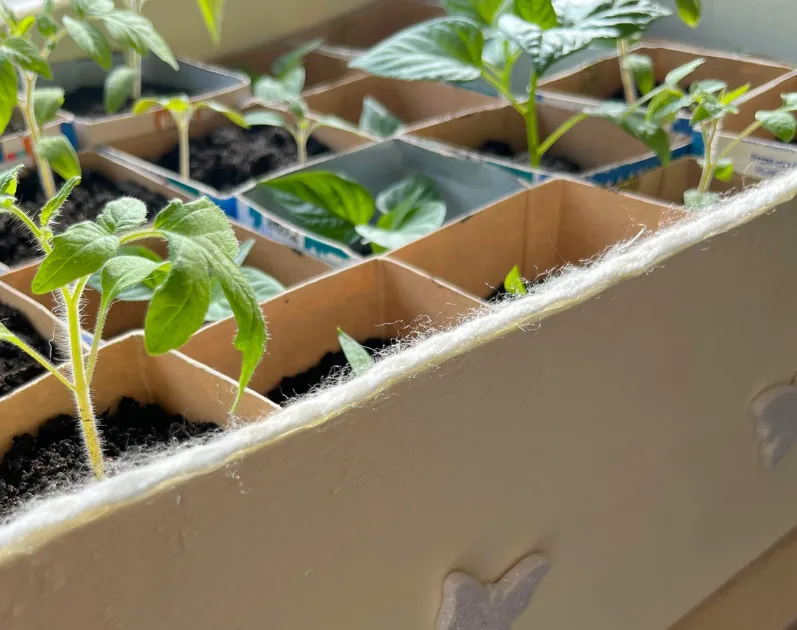 DIY für Gartenfans: Anzuchtstation selber basteln