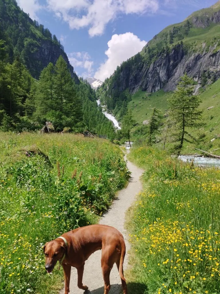 Weitwandern mit Kind und Hund: Tipps für die erste Fernwanderung