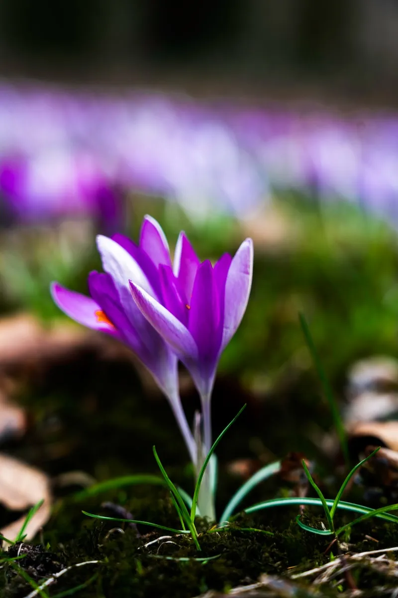 Frühling in Bremen