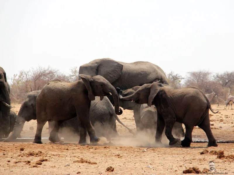 Emanya@Etosha Game Lodge – Namibia Rundreise Tag 12 – 13