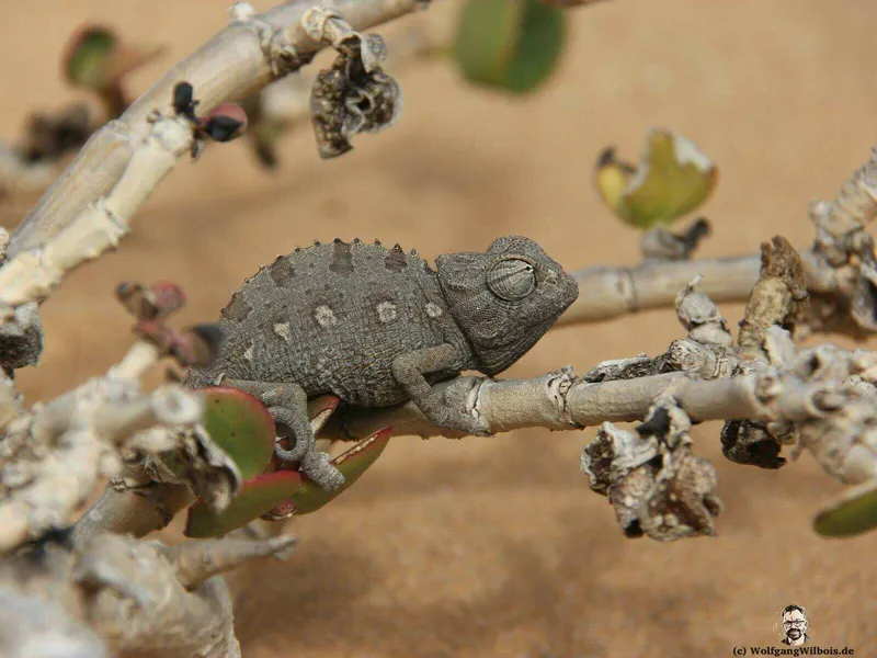Little 5 – die kleinen 5 – Namibia Rundreise Tag 5