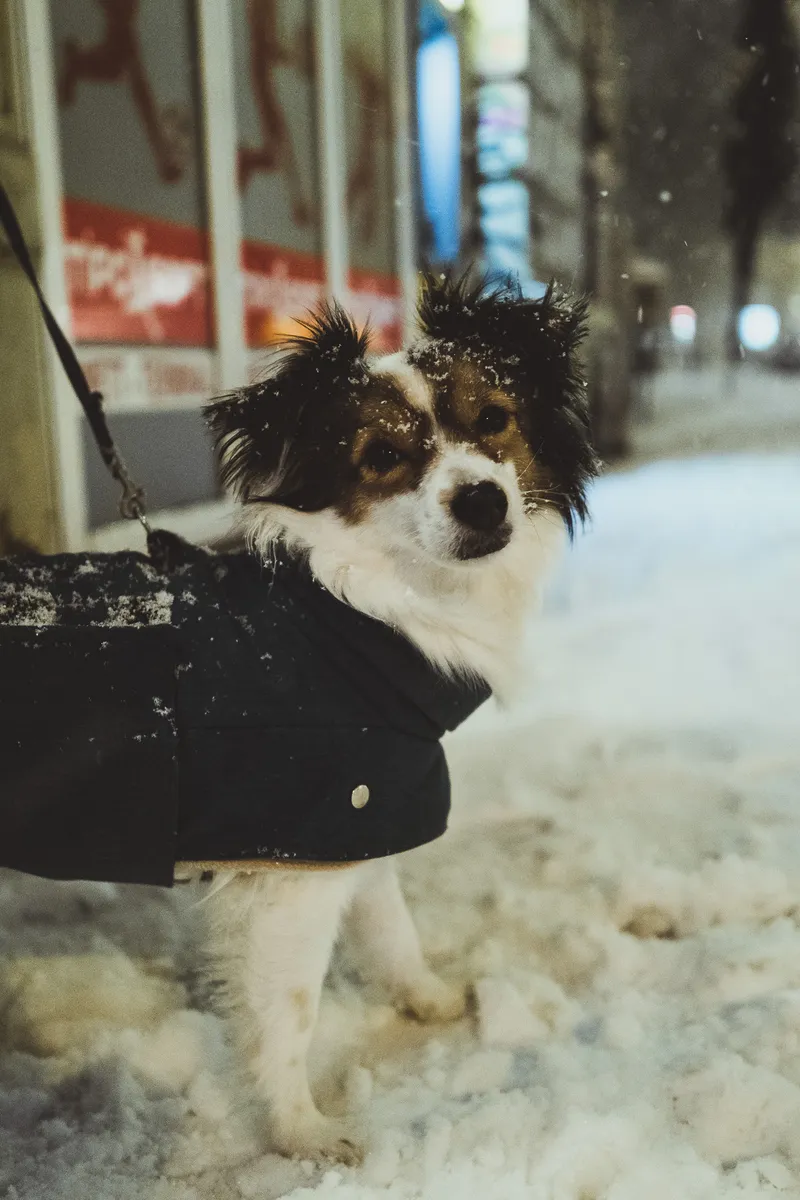 Von Winter auf Frühling in einer Woche