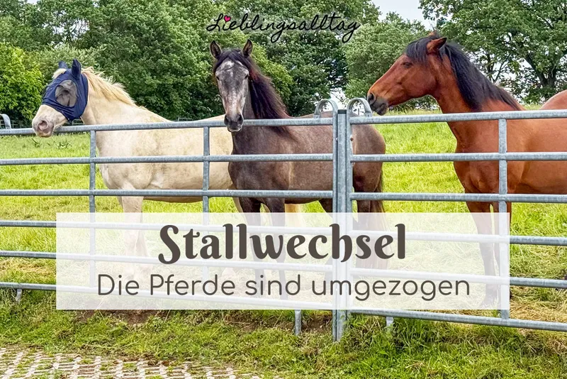 Stallwechsel: der Umzug unserer Pferde