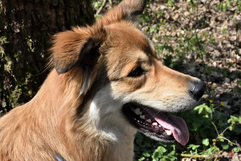 Was für ein modischer Hund!
