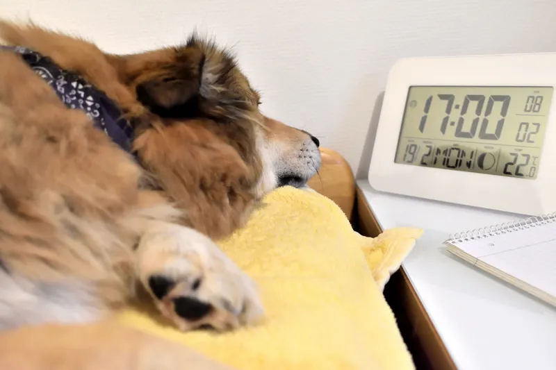Filou, der U(h)rzeit-Hund