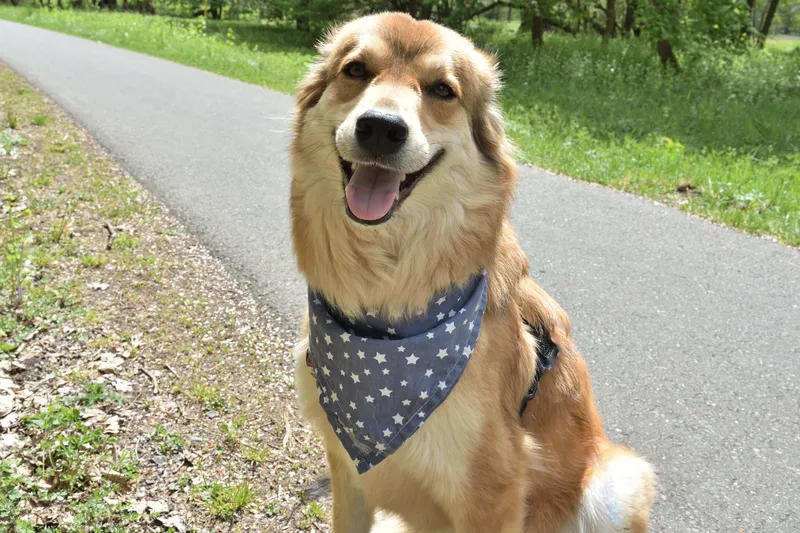 Die besten Hundewitze für alle Schnauzen