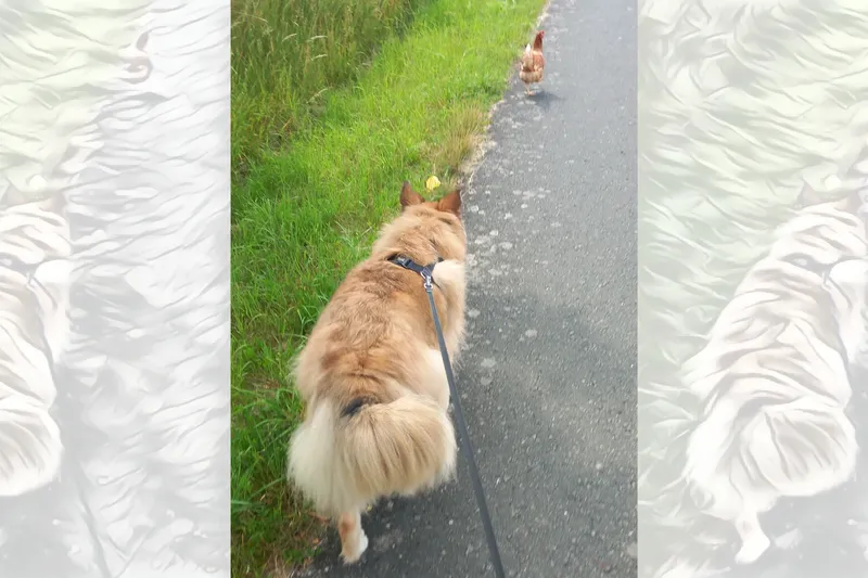 Filou und das flinke Hühnchen