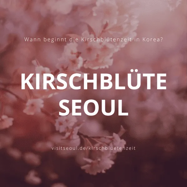 Seoul Kirschblütenzeit: Wann beginnt die Kirschblüte in Korea?